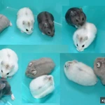 Фото №2 Милые, ручные хомячки от 1 мес. клетки