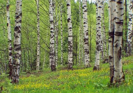 Фото Березовый сок