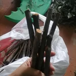 Фото №7 Веточки фруктовые. Цена за штуку.