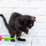 Фото №7 Черный котик Шухер