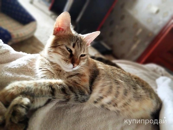 Фото Отдам в добрые руки