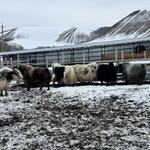 Фото №4 Яки