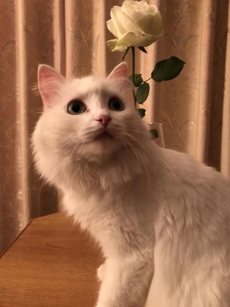 Фото Нужен кот ангорка для вязки