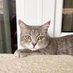 Фото №4 Молоденькая кошечка Клео в добрые руки