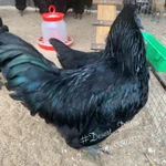 Фото №10 ия лакеданзи. Доставка