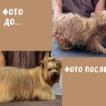 Фото №3 Грумер