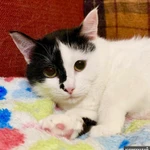 Фото №4 Уникальная красавица кошечка Маска ищет дом