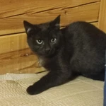 Фото №4 Кошечка в любищее в руки