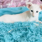 Фото №6 Продаю прекрасных ориентальных котят