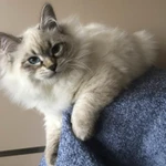 Фото №5 Невские маскарадные котята из питомникаСнежный десант.