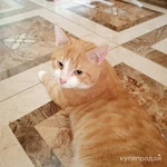 Фото №5 кот "Маркиз", 3 года