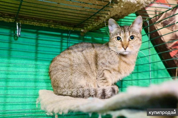 Фото Кошечка Веста - юная полосаточка в дар