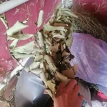фото Веточки вишни с листьями.