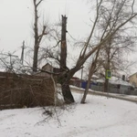 Фото №2 Спил деревьев