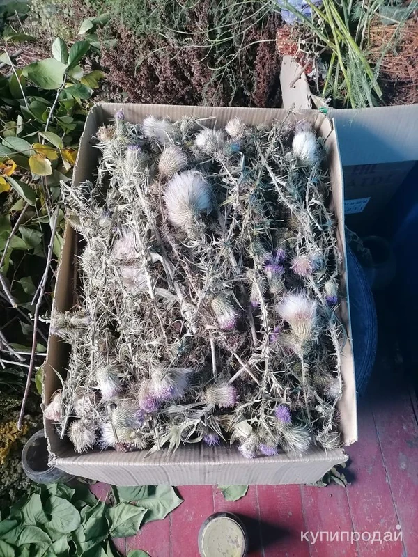 Фото Чертополох новый Урожай. Цена за 1 кг. .