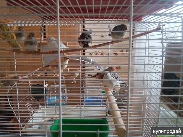 Фото ПРОДАМ зебровых амадин