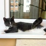 Фото №2 Котенок Фибби в серо - голубой шубке в дар