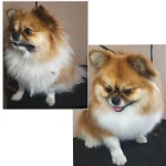 Фото №30 Стрижка собак и кошек