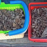 Фото №2 Чёрная лисичка(Вороночник рожковидный)