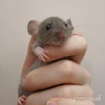 Фото №4 крысята декоратив