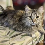 Фото №4 Отдаем кошечку Бэмби в добрые руки.