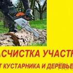 Фото №2 Зачистка участков, спил деревьев, вывоз мусора