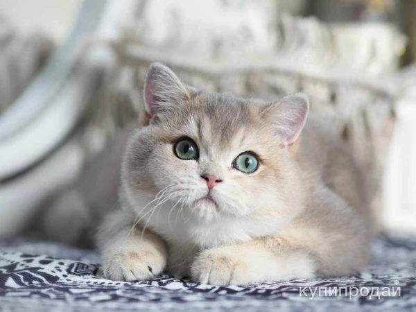 Фото Британская девочка Виолетта