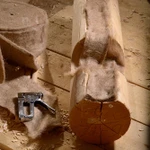 Фото №11 Джут 6*120мм утеплитель для бруса сруба домов и бань, шканты