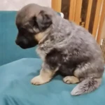 Фото №6 Щенки немецкой овчарки голубого окраса