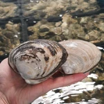 Фото №5 Морепродукты