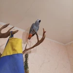 Фото №3 Продам птенцов крупного попугаях