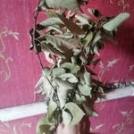 Фото №4 Веточки вишни с листьями.