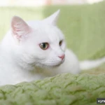 Фото №2 Белоснежная кошечка Алиса в добрые руки
