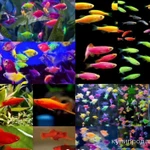 Фото №2 Аквариумные рыбки, раки, крабы, растения