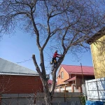 Фото №3 Спил и обрезка деревьев