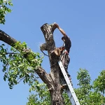 спил деревьев