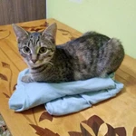 Фото №6 Маленькая королева Кетти в добрые руки