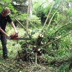 Уборка участков.Спил деревьев.Корчевание