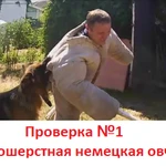 Фото №5 Индивидуальная дрессировка собак в г. Электросталь