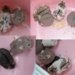 Фото №2 Ручные хомяки Кэмпбелла и Джунгарские, клетки