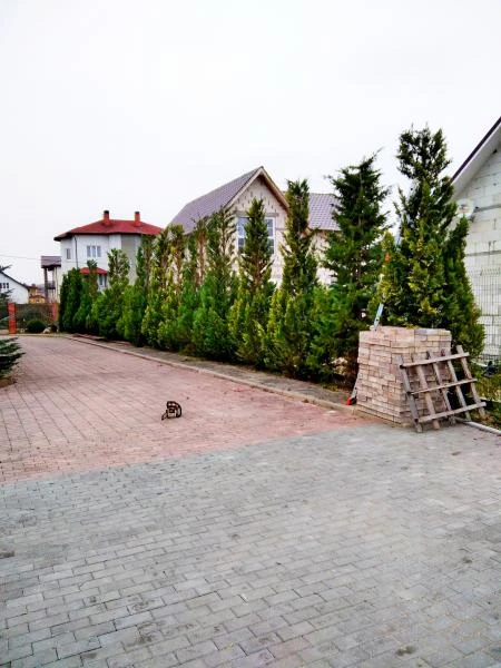 Фото Стрижка живой изгороди