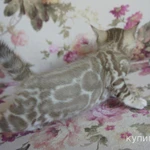 Фото №9 Бенгальские котята - мальчики и девочки