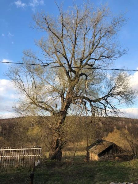 Фото Спил деревьев в Солнечногорске и Солнечногорском районе