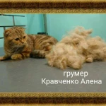 Фото №6 Стрижка кошек, экспресслинька