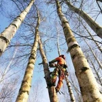 Спилить удалить дерево (пень)