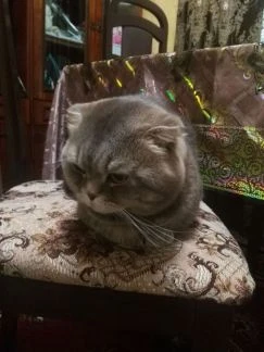 Фото Вязка, шотландский вислоухий кот
