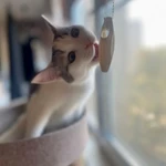 Фото №5 Котенок Булочка в добрые руки