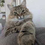 Фото №3 Длинношерстная роскошная красавица кошка Марфа в добрые руки