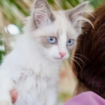 Фото №4 Котёнок Пиксель - голубоглазый красавец в добрые руки