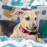 Фото №7 Красивый и умный домашний песик Лаки в добрые руки